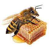 Bienenwachs