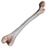 Knochen