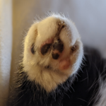 LootingCat